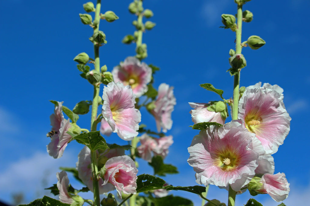 Hollyhocks