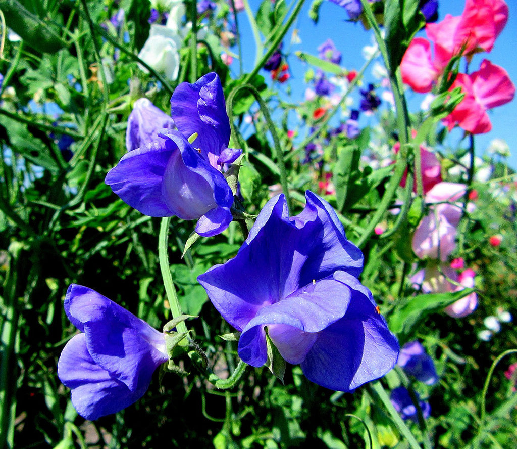 January's a great time to plant sweet peas for an early display