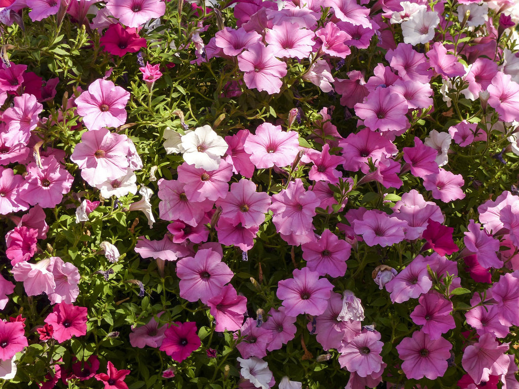 Petunias give a joyous burst of colour in hanging baskets