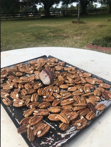 Drying Pecans