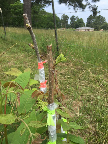 Grafted Pecan Tree