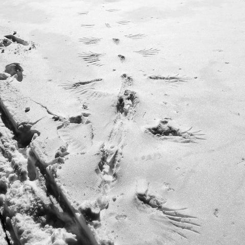bird tracks