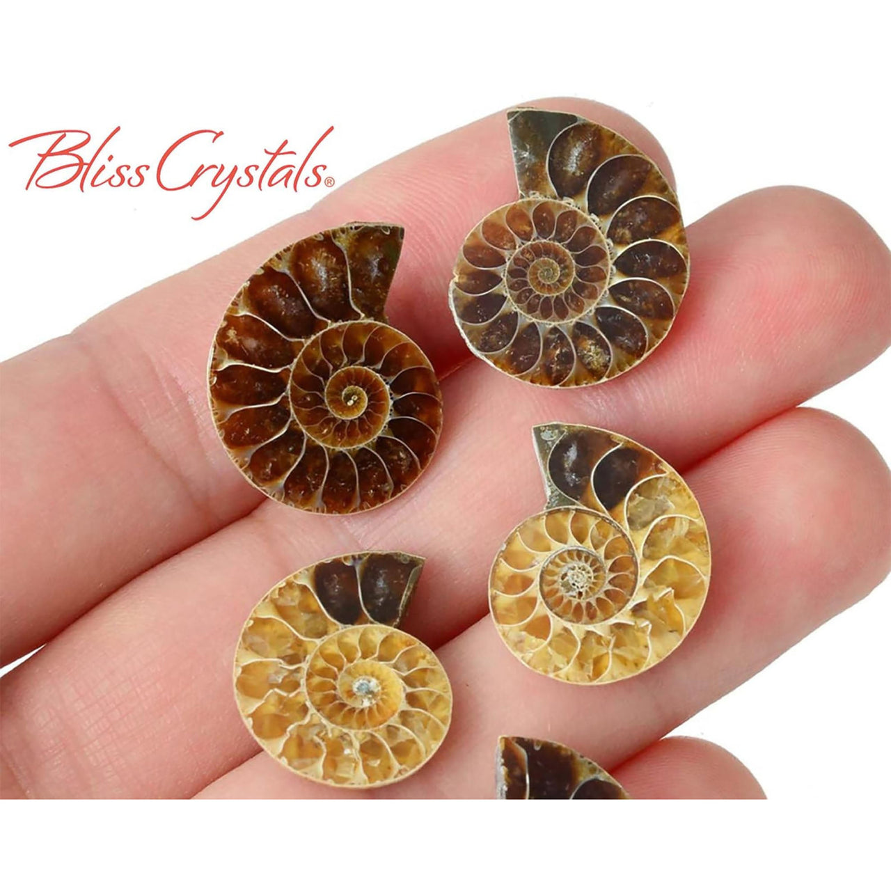 1 Pair XS AMMONITE FOSSIL Matching Set (15-20mm) Nautilus Shell Mineral  Specimen Slice Healing Crystal and Stone Jewelry & Craft #MR02  BlissCrystals – Bliss Crystals