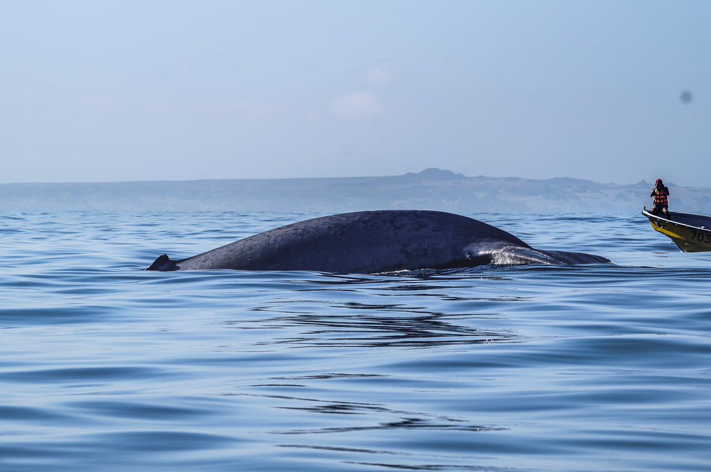 Ballenas_Azules_Ladera_Sur_Karun_3