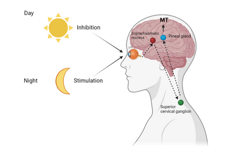Melatonin production is suppressed by light and promoted by darkness