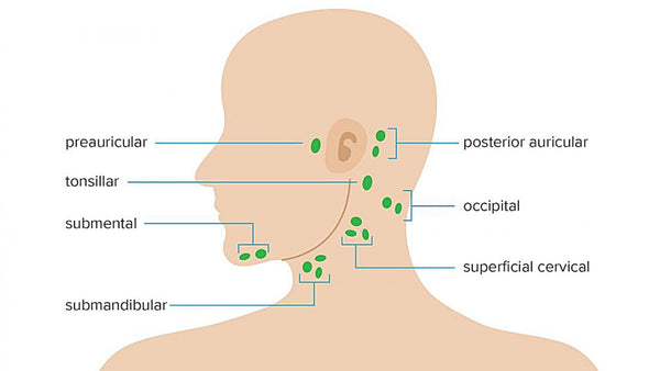 Lymphatic nodes anatomy