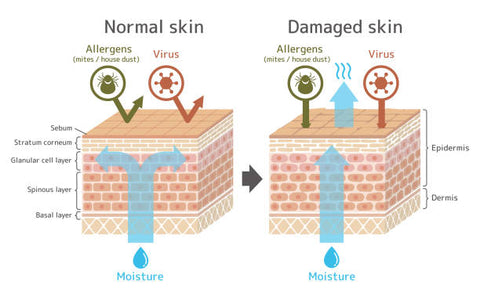 Skincare Barrier Graphic