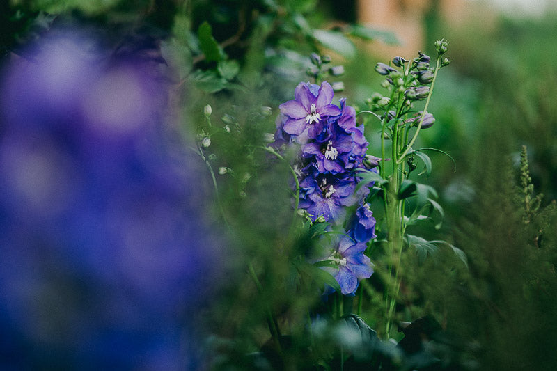 Travelling Basket Journal - Flower Garden Edinburgh -  - photo 10