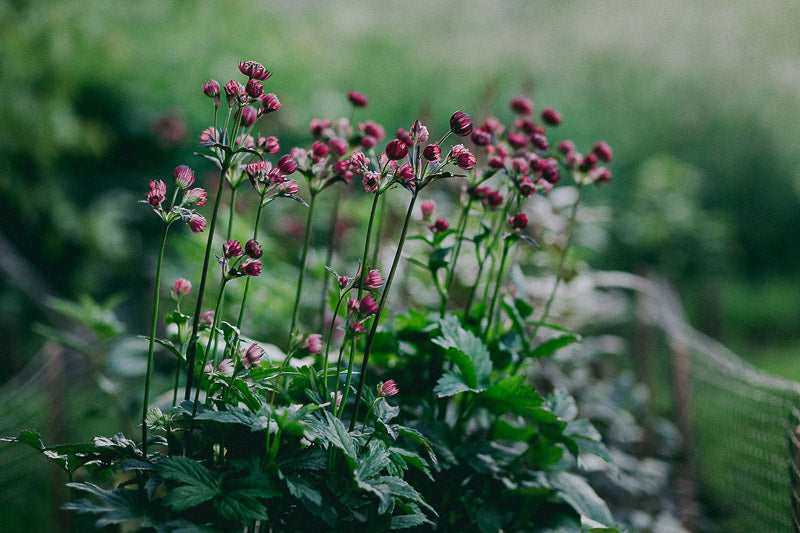 Travelling Basket Journal - Flower Garden Edinburgh -  - photo 12