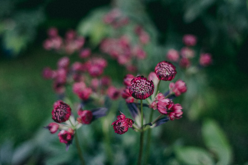 Travelling Basket Journal - Flower Garden Edinburgh -  - photo 2