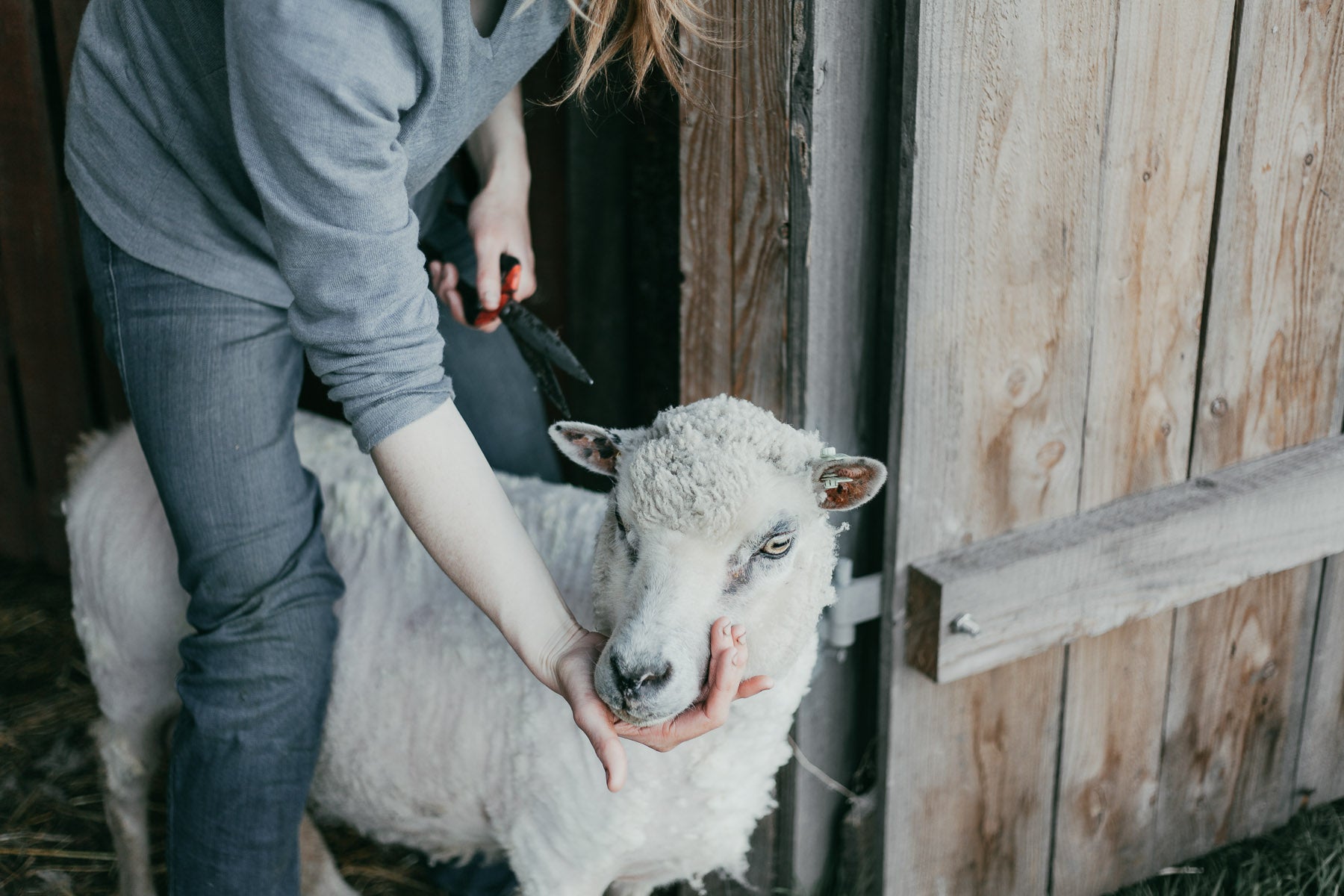 Shearing By Hand On the Organic Small Holding