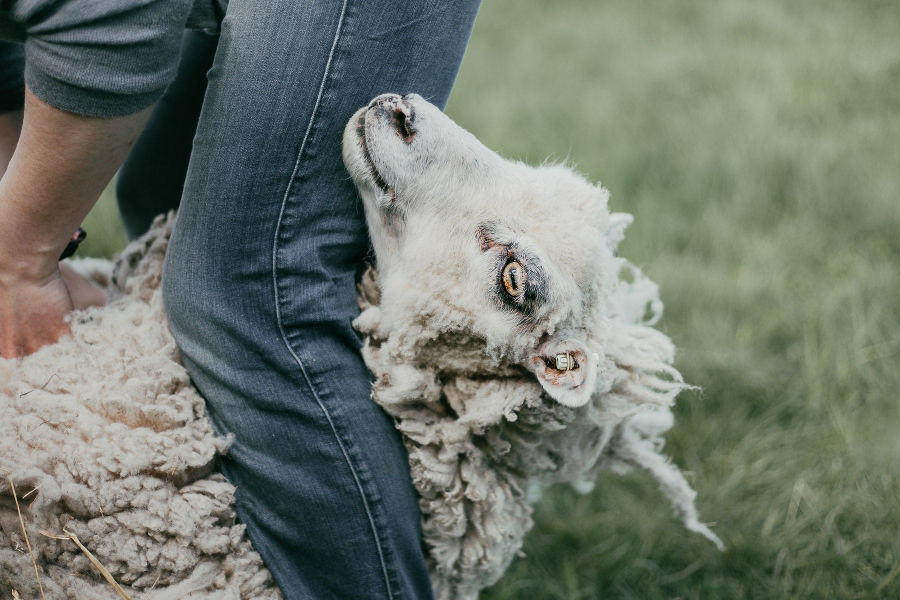 Shearing By Hand On the Organic Small Holding