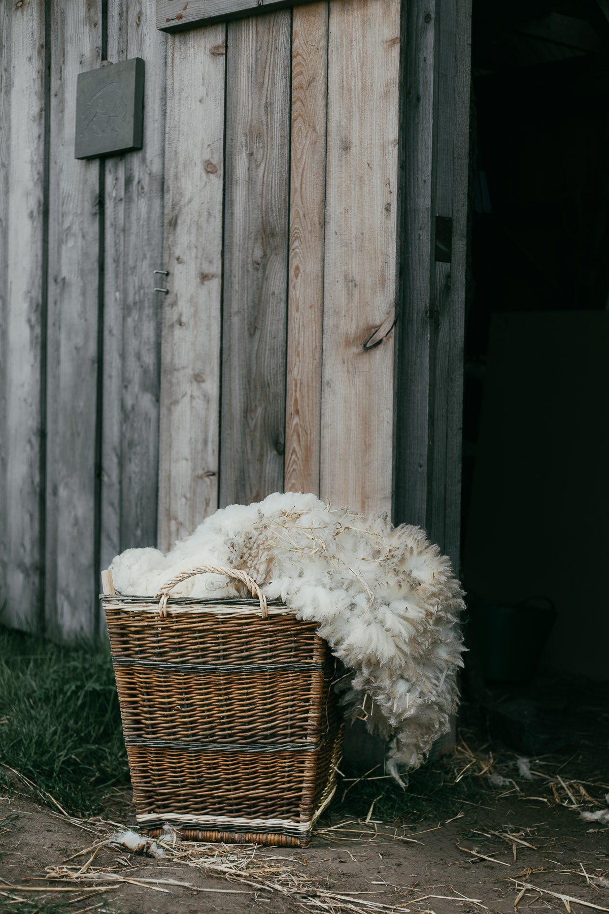 Shearing By Hand On the Organic Small Holding