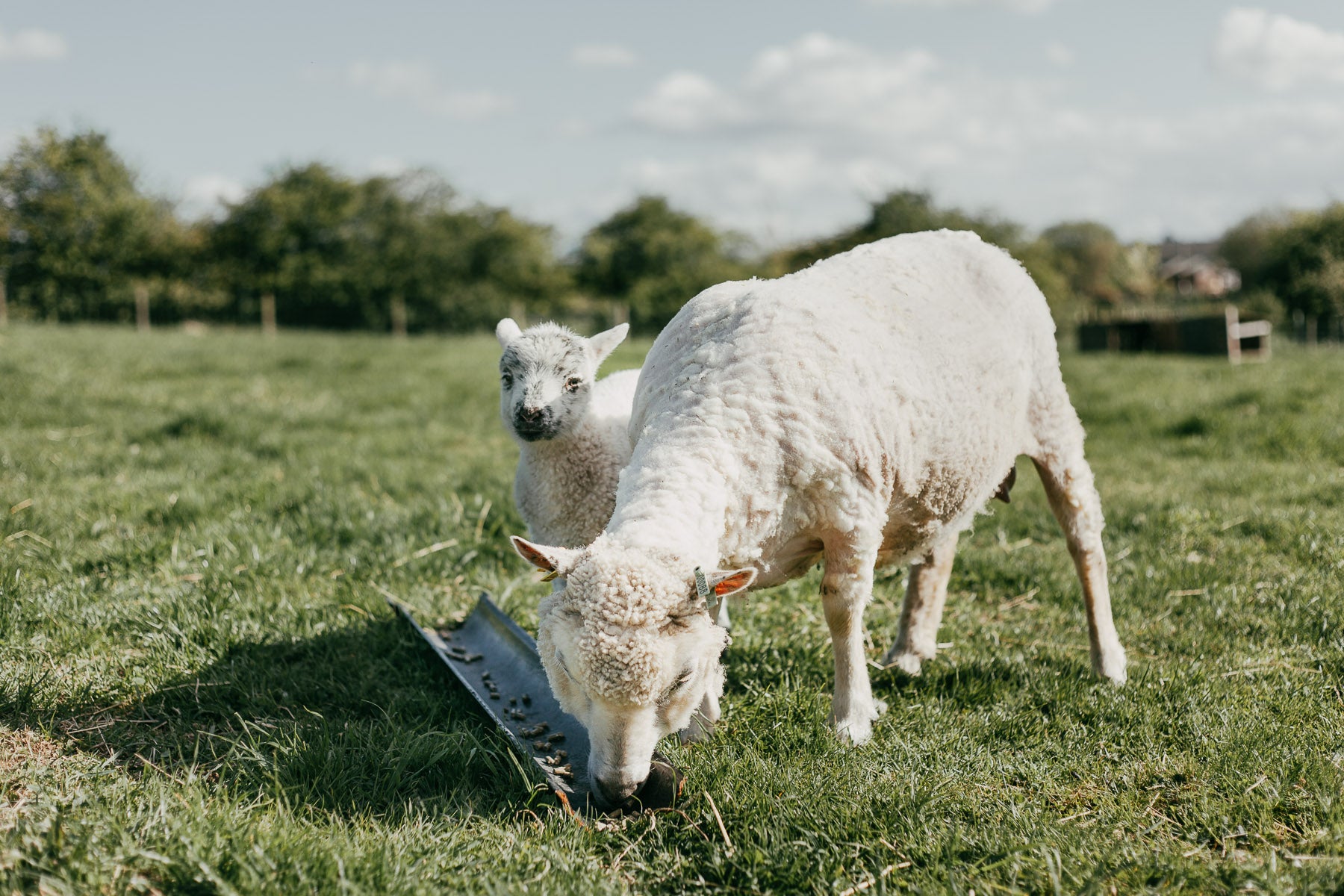 Shearing By Hand On the Organic Small Holding