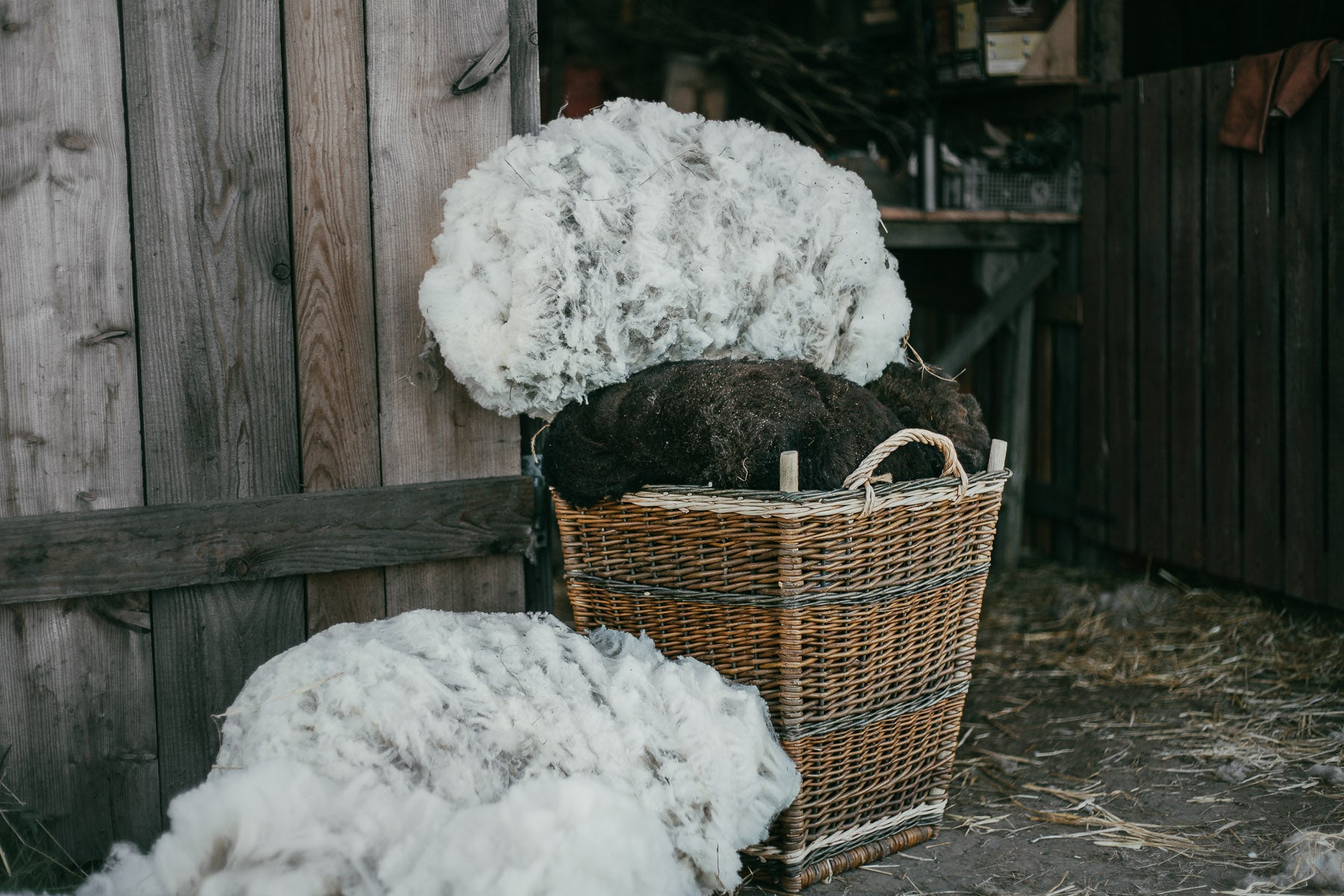 Shearing By Hand On the Organic Small Holding