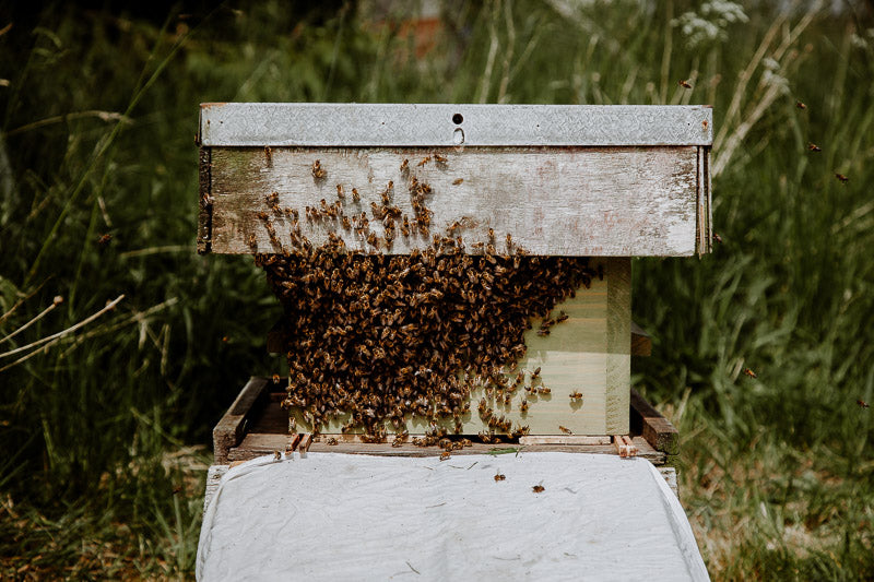 Travelling Basket - Catching the wild swarm - photo 7