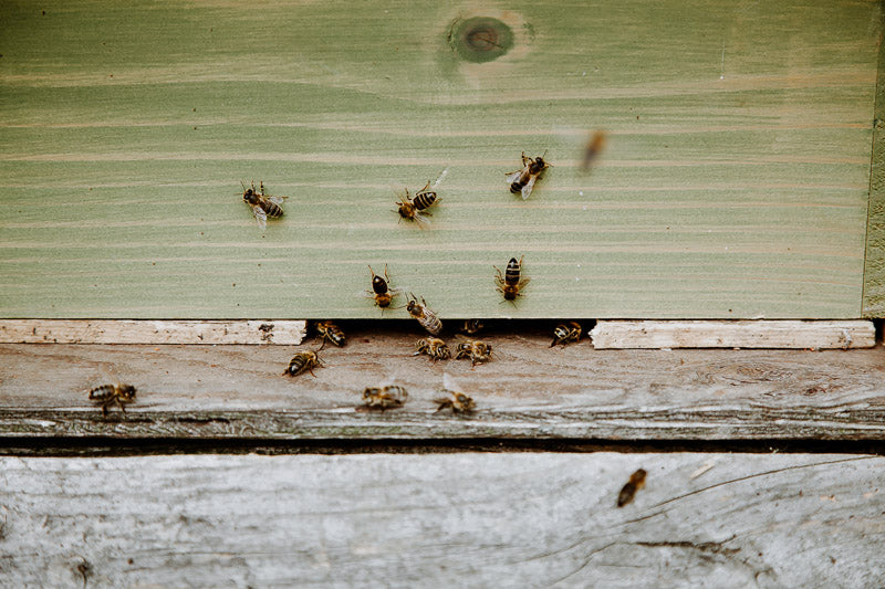 Travelling Basket - Catching the wild swarm - photo 8