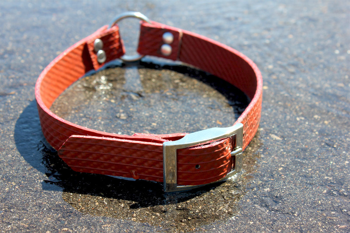 large dog collars