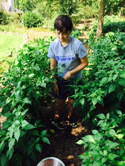 Peppers for Pappy & Company Hot Sauce