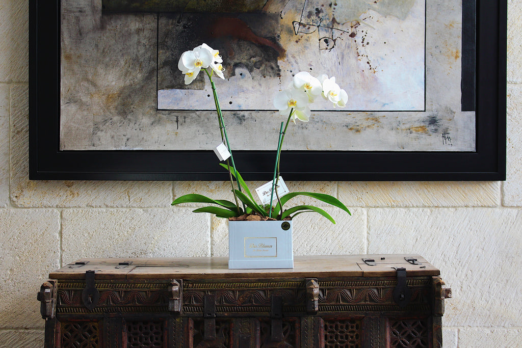 Orchids express peace, tranquility and longevity.