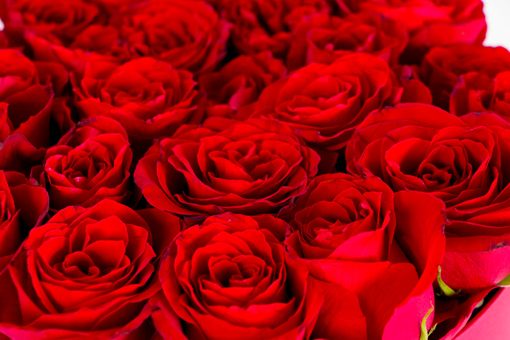 A frescura das rosas e das flores depende dos produtos químicos adicionados e dos seus cuidados.