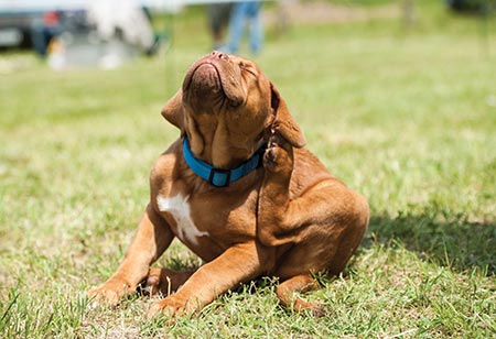 Dog collars and harnesses