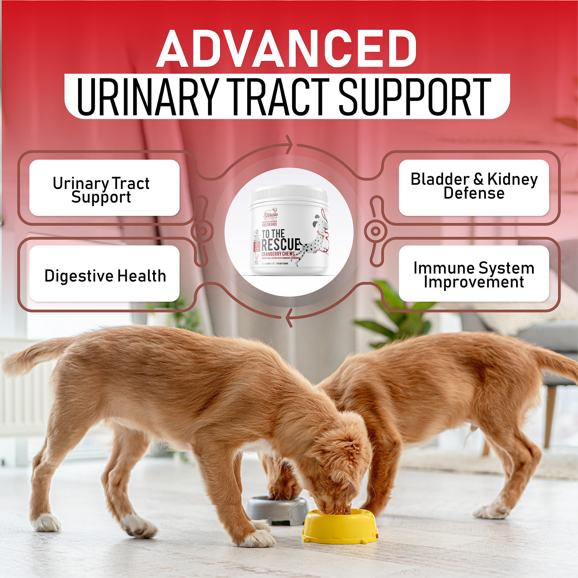 how can i naturally treat my dogs uti