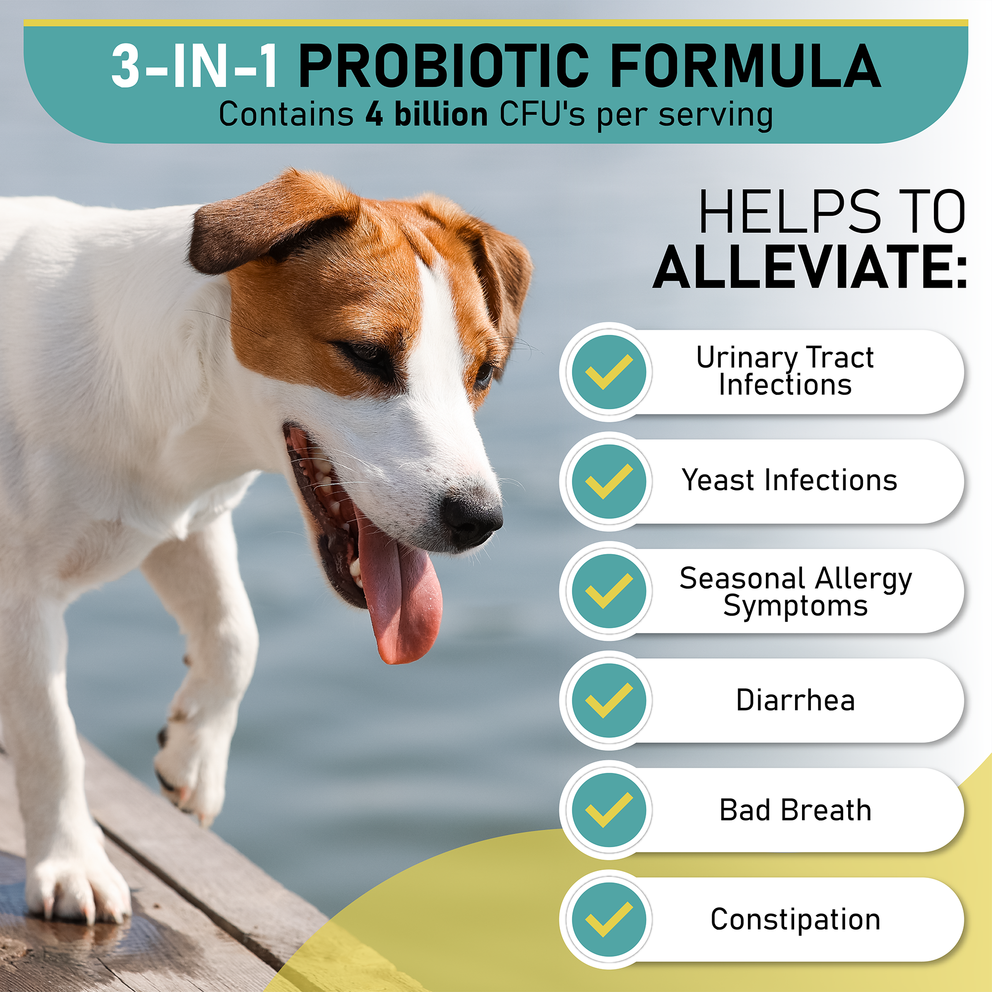 can uti in dogs cause constipation