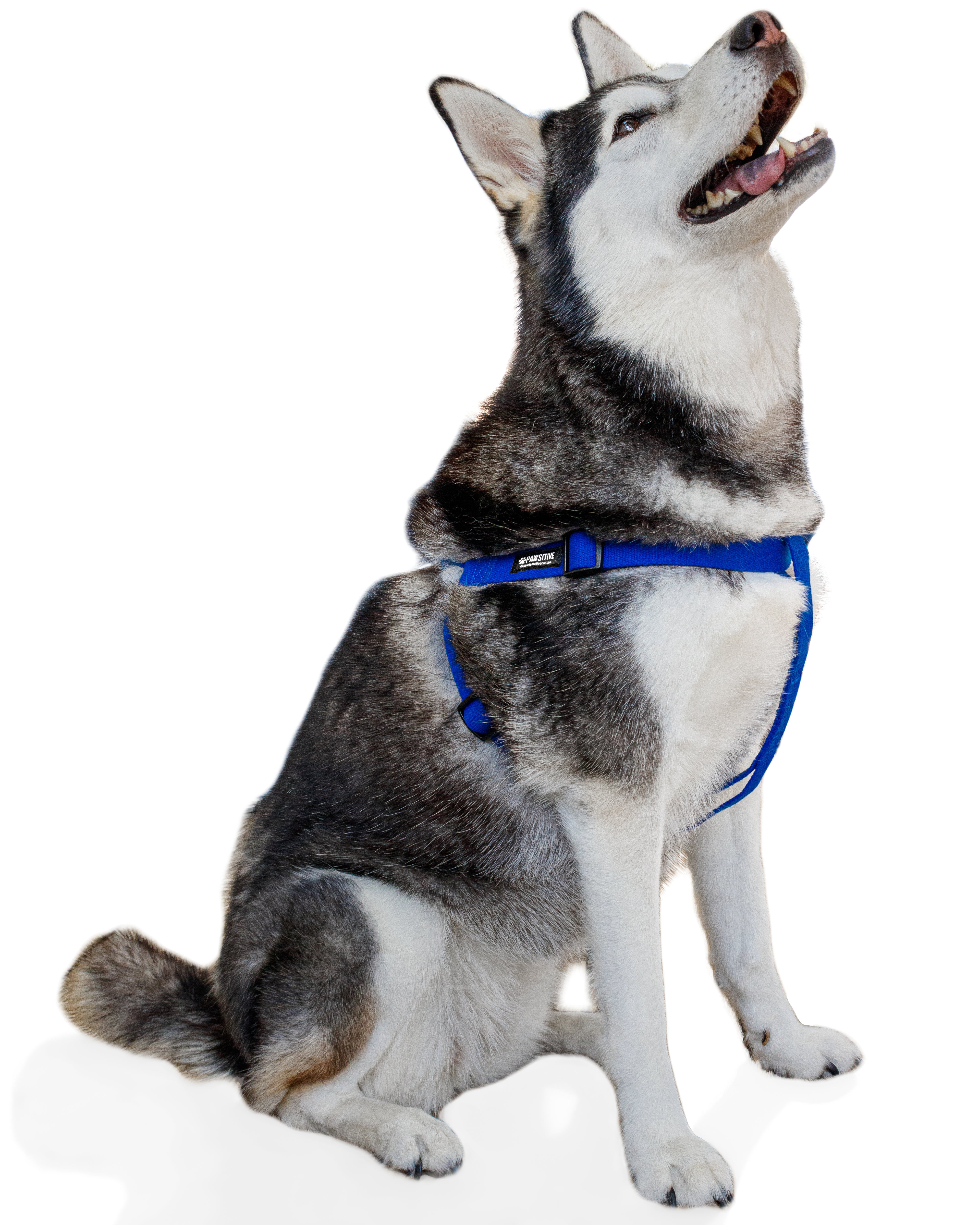 what is a step in dog harness