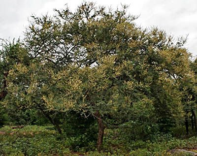 Albero di Babul Acacia