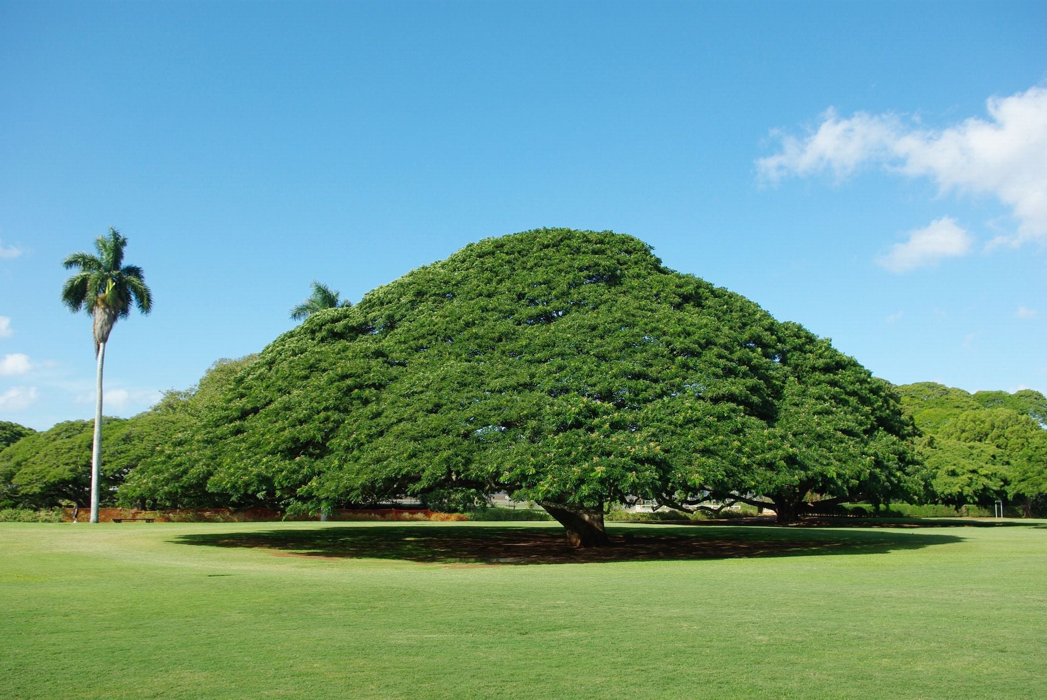 Monkey Pod Tree ?1843