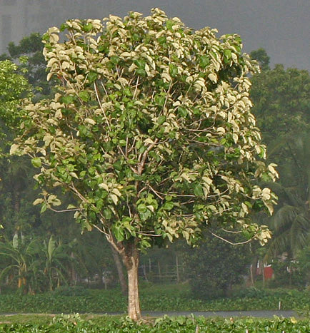 Teak Tree