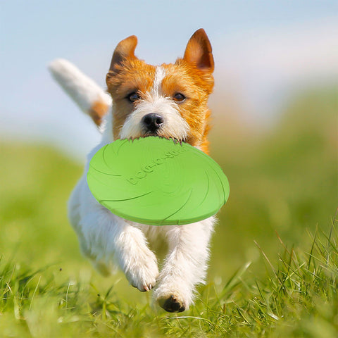 dog friendly frisbee