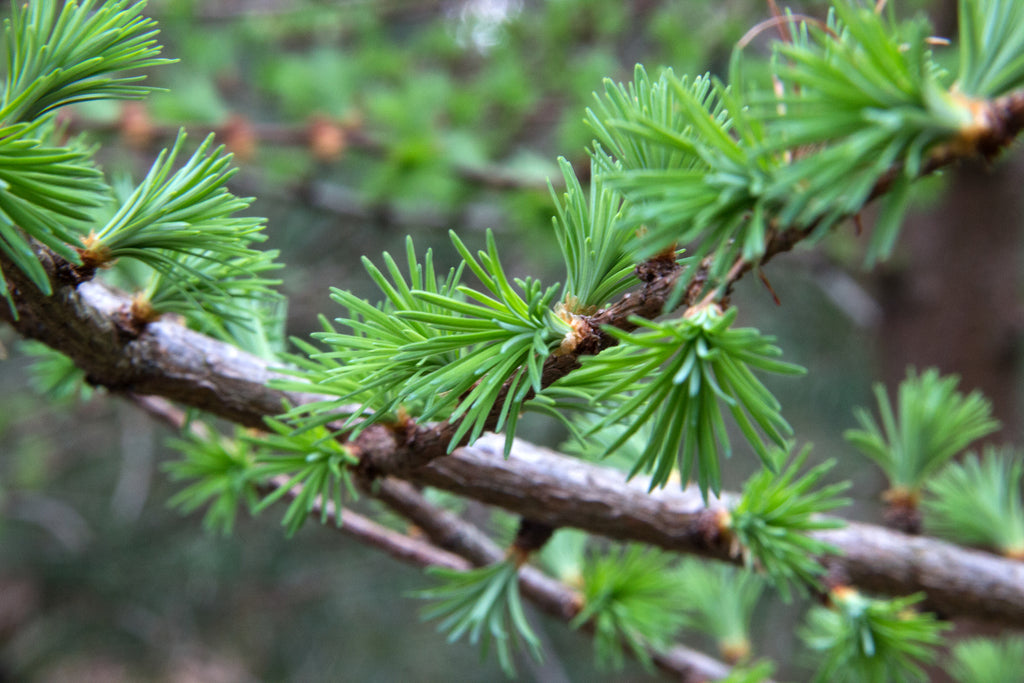 Ingredient in the Spotlight: Larch Arabinogalactan