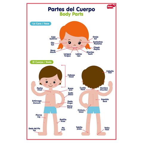 BU-L7724 4 LÁMINAS PARTES DEL CUERPO Y PRENDAS – Diako Abc