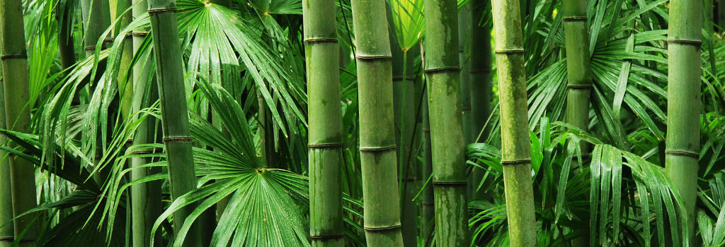 close up image of green Bamboo leaves