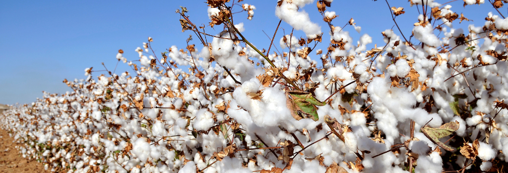 image of white cotton bolls in the field