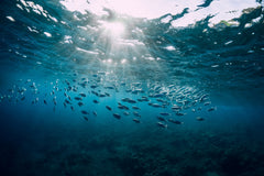 Underwater scene of school of fish in the ocean
