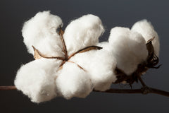 Close up of cotton bol