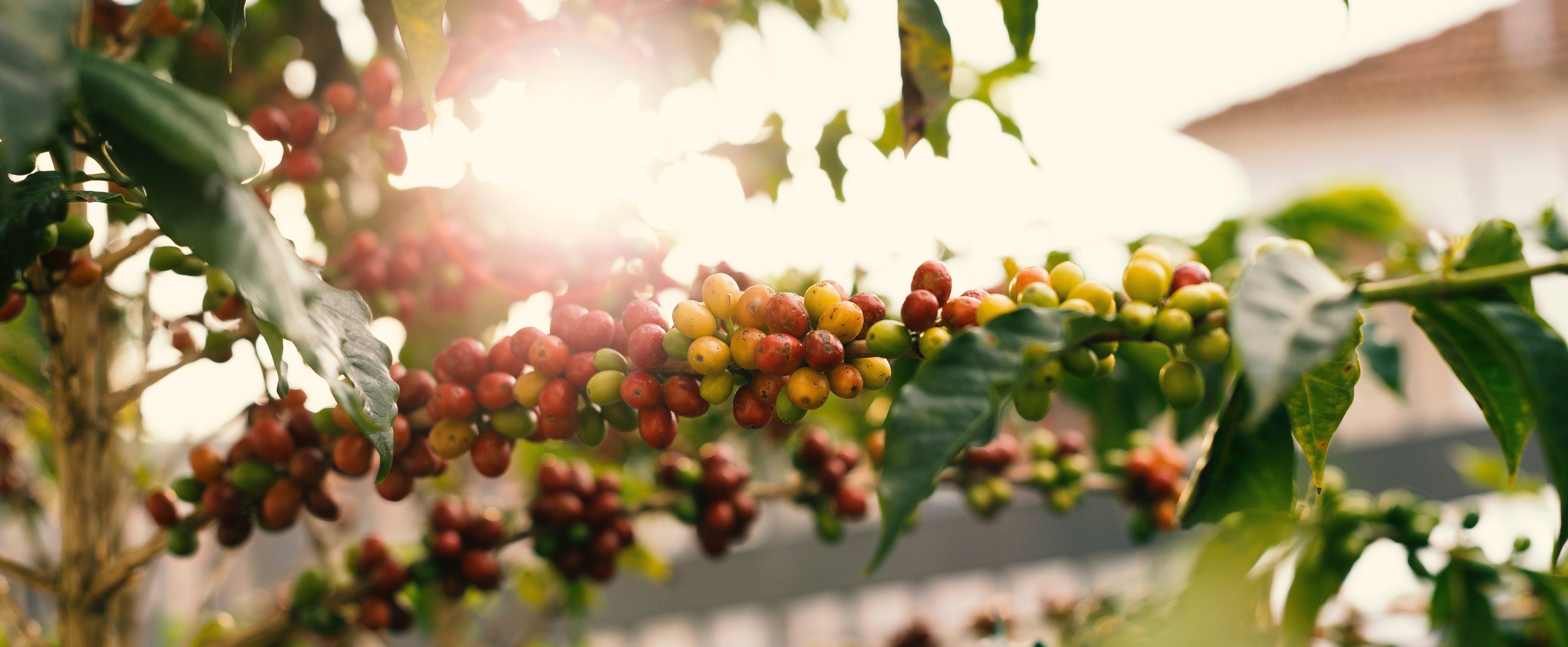 coffee beans in the sunshine