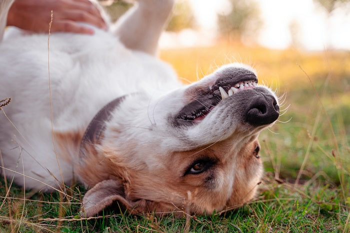 why do dogs want their bellies rubbed