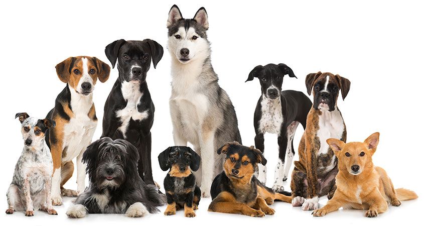 pictures of different dog breeds