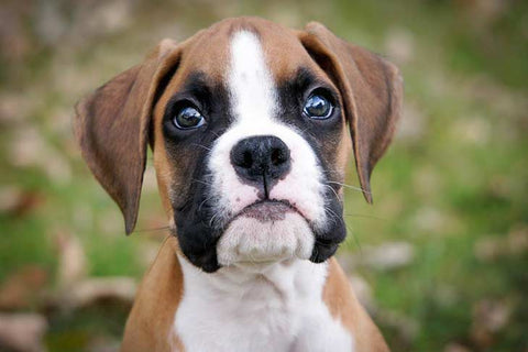 Boxer Breed Puppy GoMine