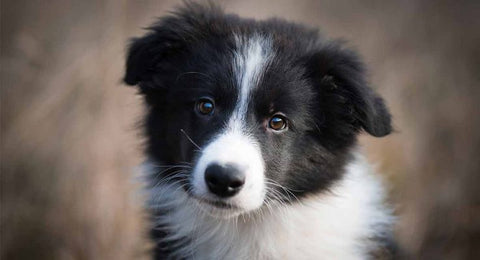 Collie Puupy GoMine