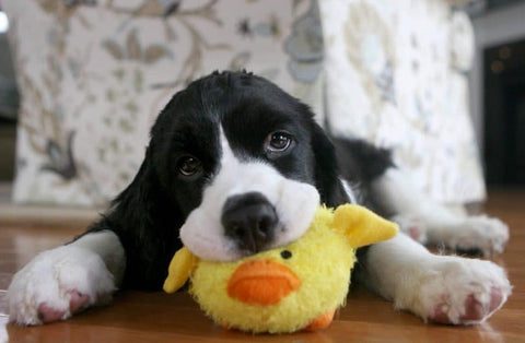 First Time Puppy, Play With Toy, GoMine