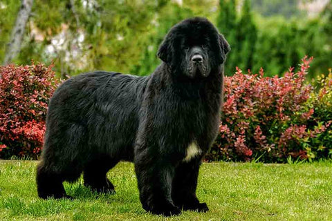 best large dogs to own