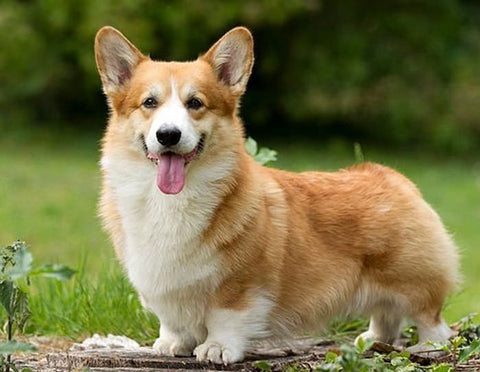 Pembroke Welsh Corgis