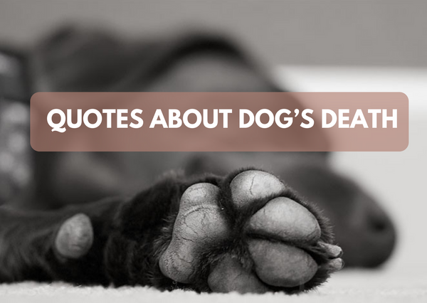 dog quotes loss