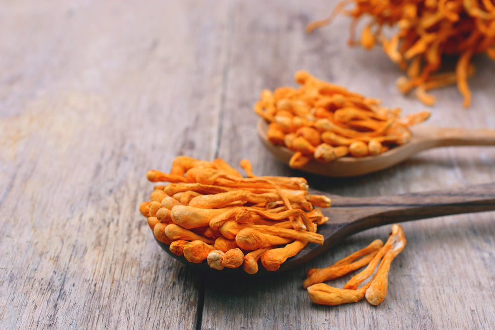 Cordyceps adaptogens