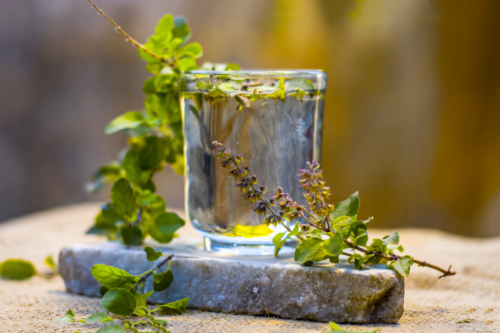 Holy Basil/Tulsi